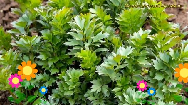 Любисток лекарственный. Краткий обзор, описание характеристик, где купить саженцы смотреть онлайн