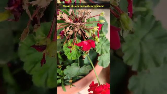 Geranium plant care