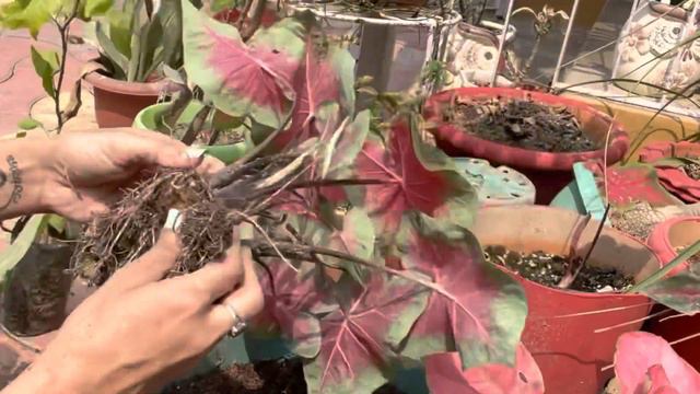 Caladium propagation and division.How to repot caladium in best potting soil.Complete caladium guid