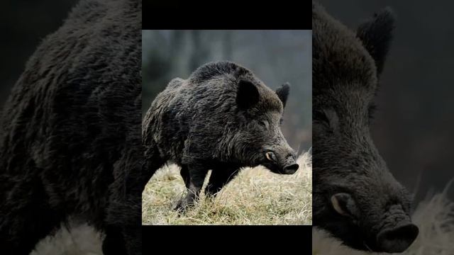Дикий кабан секач