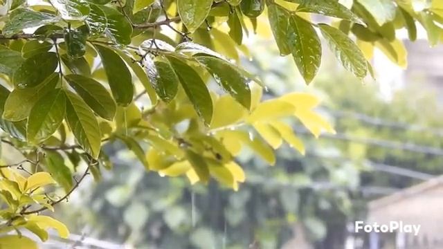 Мелодия дождя для релакса, сна, работы, учебы смотреть онлайн