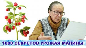 Малина. 1000 Секретов получить хороший урожай малины. Выпуск 11