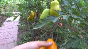 Обзор сортовых томатов. Вкуснотека. Фирма Поиск. Отзыв о сортах томатов. Помидоры.