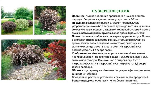 Какие кустарники посадить в саду | на даче смотреть онлайн