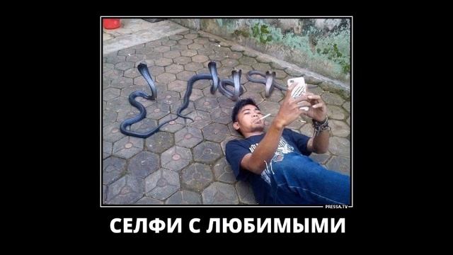 Веселые картинки. Самые смешные змеи.  Приколы про змей.