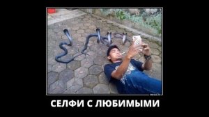 Веселые картинки. Самые смешные змеи.  Приколы про змей.