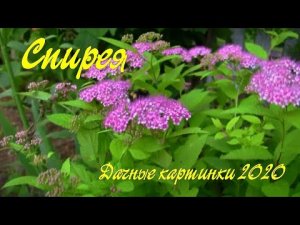 Спирея.  Дачные картинки 2020.