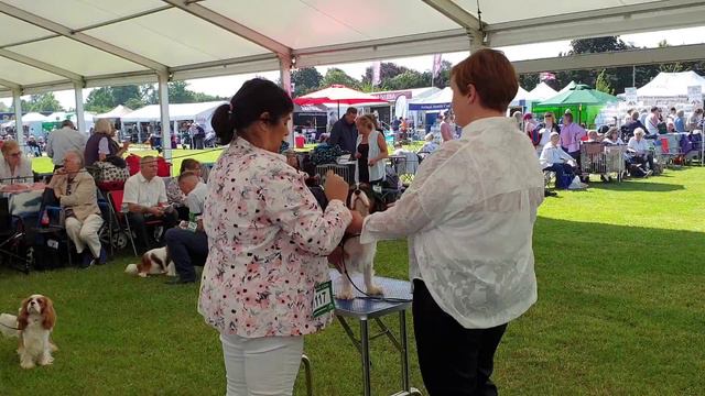 27.06.19 Windsor Championship. England. Виндзор, Англия, Выставка Кавалер кинг чарльз спаниель. смотреть онлайн