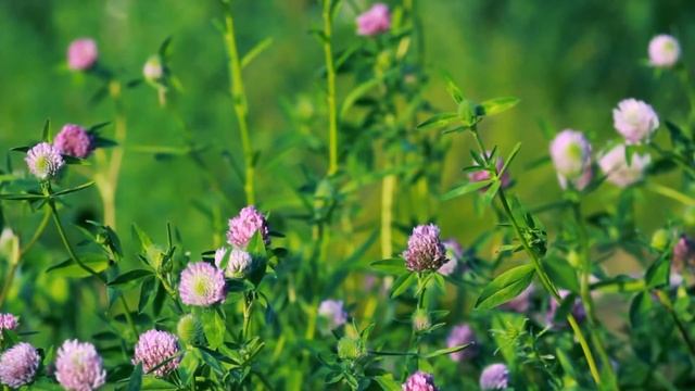 Как Бог дал людям Закон Моему крестнику Часть 6 смотреть онлайн