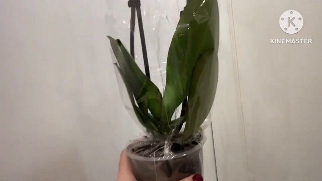 РАСПАКОВКА орхидеи от Зебо, доставка из Москвы в Питер в ноябре ??#phal #orchid #распаковкаорхидей