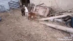 Гиссарские ягнята