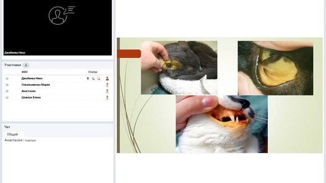 Гепатит у кошек. смотреть онлайн