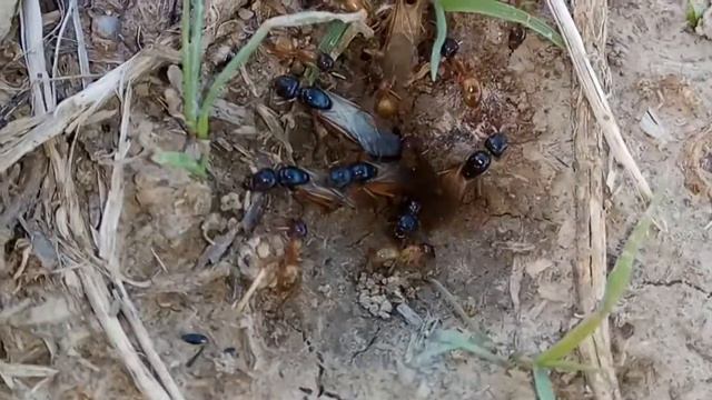 Лет у camponotus turcestanus смотреть онлайн