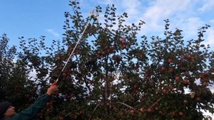 Один из лучших плодосъемников!