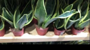 Houseplant Shopping 2021| Nursery Near Me at My Plant Shop Putatan for Indoor Plants Malaysia