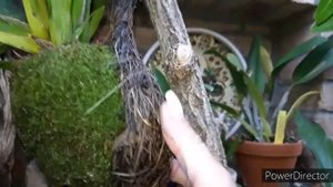 ЛЖЕ#КОРНИ ПАПОРОТНИКА для орхидей СУПЕР материал для корней и выращивания в доме! Проверено годами!