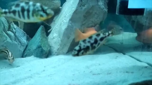 Псевдотрофеус красная зебра. Нерест. смотреть онлайн