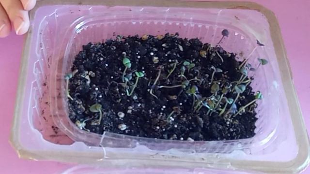 Как посеять базилик на рассаду. Первые всходы и что дальше делать. смотреть онлайн