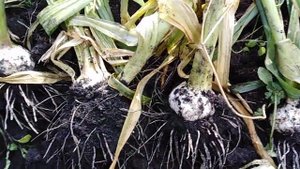 Уборка чеснока рокамболь.