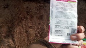 Посев семян томатов и зелени под зиму.