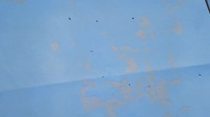 Отстрел пороха в - 30, порох сокол сунар 35 ирбис 35,перезалил видео из-за  жалобы на авторские про