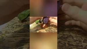 туториал как играть в ТУМИ ИШИ