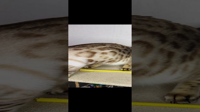 котошкола смотреть онлайн