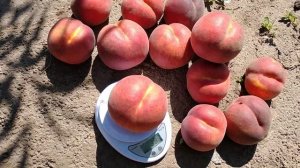 Персик Екстрім-436. Peach Extreme-436. Солодкий, крупний, товарний сорт. Огляд від Максі Сад