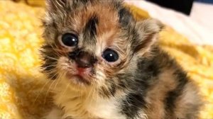 Девушка нашла на улице худого котенка, она и представить не могла кем окажется этот малыш