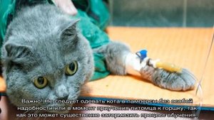 Памперсы для кошек — примеры подгузников для котят и как сделать самому