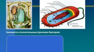 Презентация Бактерии