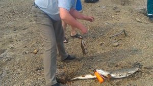 Ловим и готовим щуку на Богучанском водохранилище