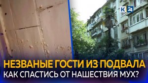 В квартирах сочинцев поселились мухи из-за нечистот в подвале дома