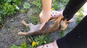 Щенки в добрые руки! Калининград