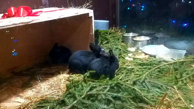 Кролик символ 2023 года смотреть онлайн