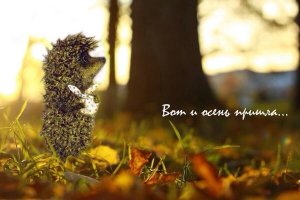 С Первым Днем Осени! Самое красивое поздравление с началом осени.