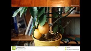 Как вырастить лимонное дерево из косточки в домашних условиях