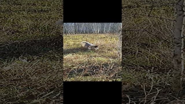 Сибирская хаски Умка