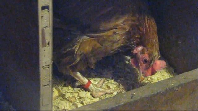 Как остановить расклев яиц у кур несушек.