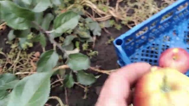 Яблуня Каріот 7.Імунний сорт з достойним смаком. Врожай 2021.