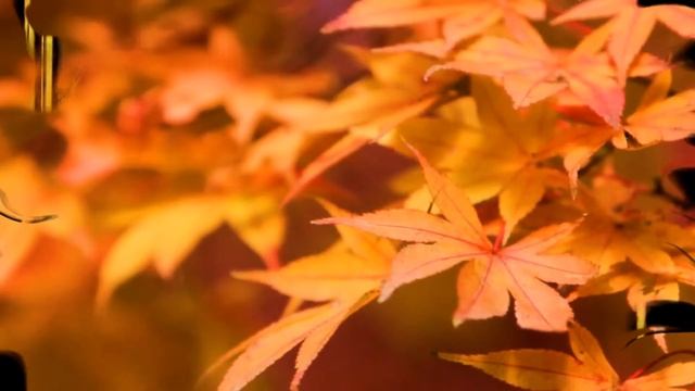 ВИДЕОКЛИП ЛИСТЬЯ КЛЁНА смотреть онлайн