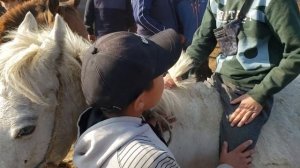 Скотный рынок. Выбираем вкусную лошадь.