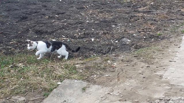 котик кушает травку/ какая трава полезна кошкам смотреть онлайн