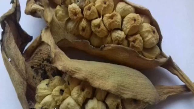 Цветы каллы — выращивание и уход в домашних условиях
Размножение калл