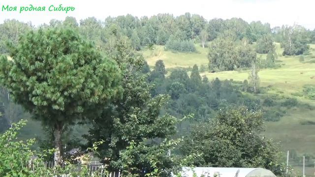 Фима учит летать своих гусят! Самые спокойные гуси - гуси из шалаша! смотреть онлайн