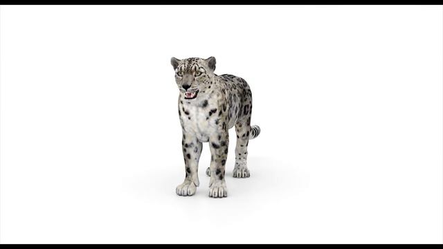 Snow Leopard 3D Model: Download - 3ds Max, Maya