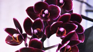 Phalaenopsis Miki Little Fox-Орхидея фаленопсис Маленькая лисичка. ЭФФЕКТНАЯ! Долго цветущая!
