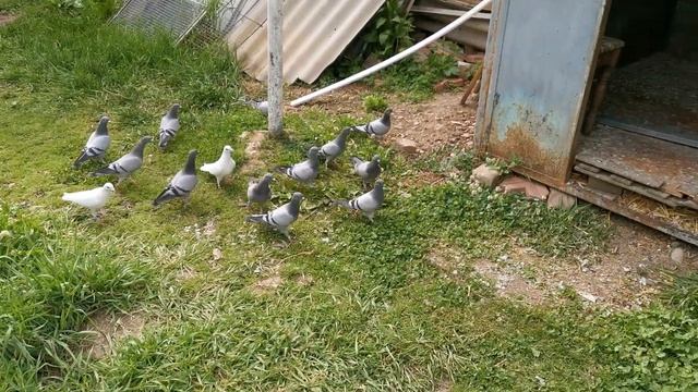 Послушные почтовые спартивные голуби /Кормление/ Obedient Sports Pigeons /Feeding/ смотреть онлайн