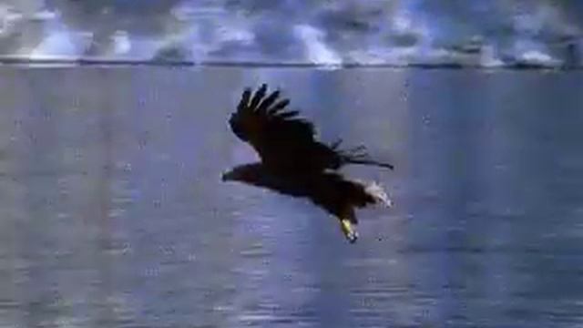 Орлан белохвост