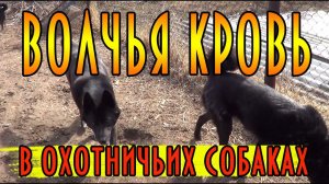 Волчья кровь в охотничьих собаках. #домавместе